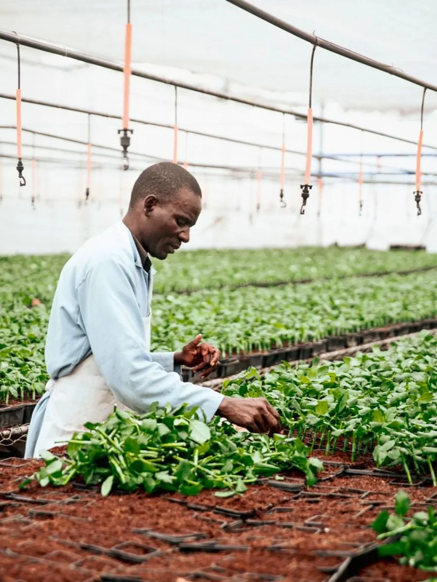 A man tends to young plants in a greenhouse, showcasing agricultural practices and sustainable farming.