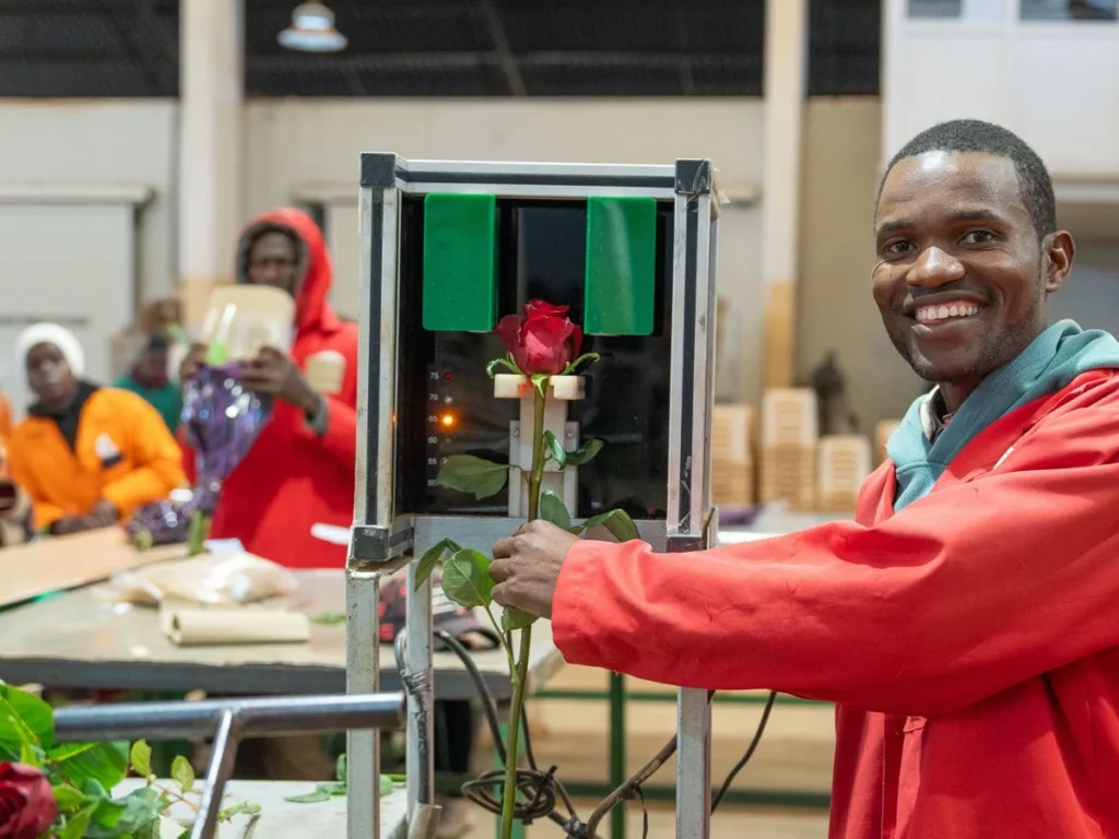 A worker smiles while preparing roses for packaging in a flower processing facility.