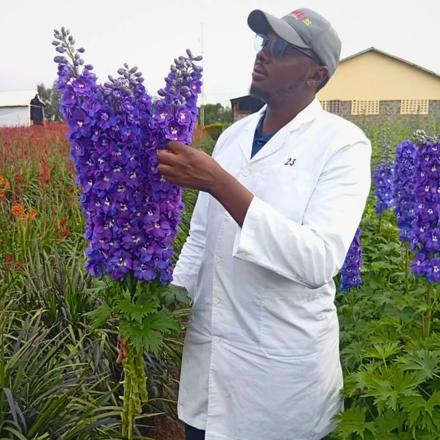 A man in a white lab coat inspects a large purple delphinium flower in a vibrant flower field.