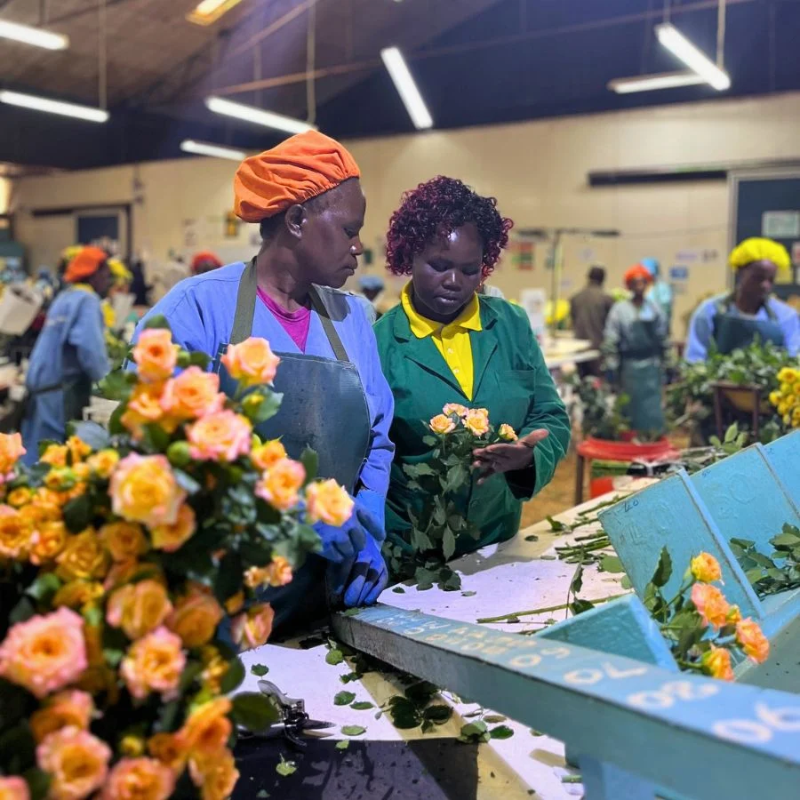 Two women work together in a flower processing facility, arranging yellow roses amidst a busy, vibrant workspace.