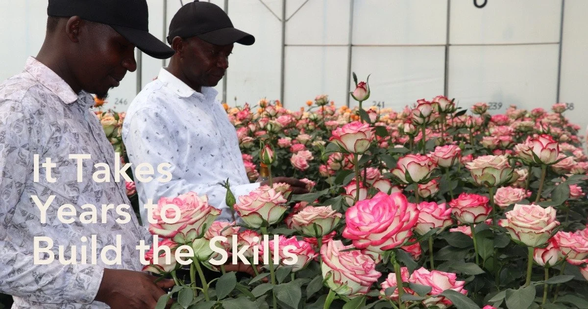 Two men carefully tending to vibrant pink roses in a greenhouse, emphasizing the skill required in floriculture.